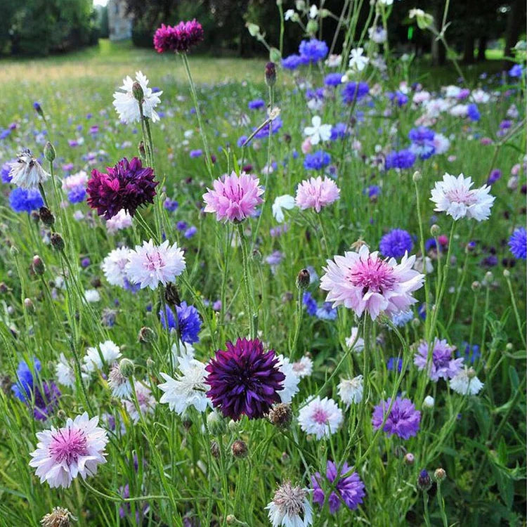 Cornflower Seed Mix (1000 pcs)