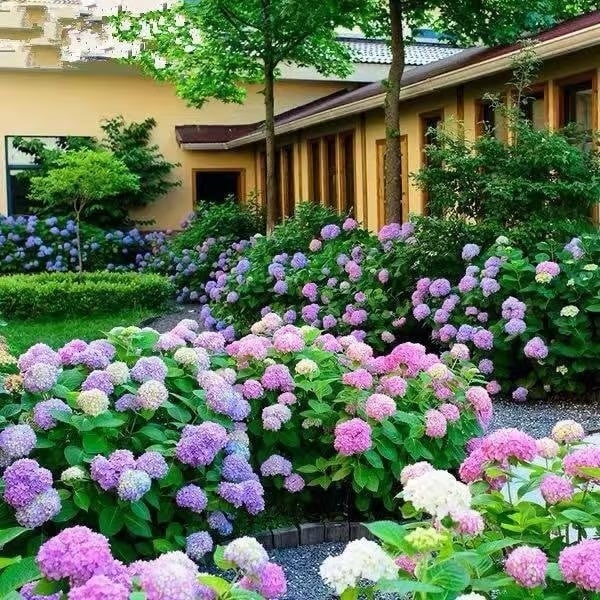 🌈 Colorful Hydrangea Seed Mix (60 pieces) – Beautiful and hardy perennial seeds