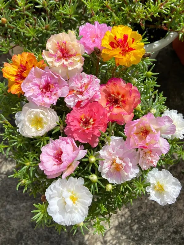 🌸 1000 Moss Rose Seeds Mix – 🌿 Purslane / Sun Roses