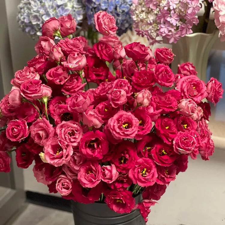 Eustoma Thornless Rose Seeds (100 pieces) 💐Lisianthus seeds
