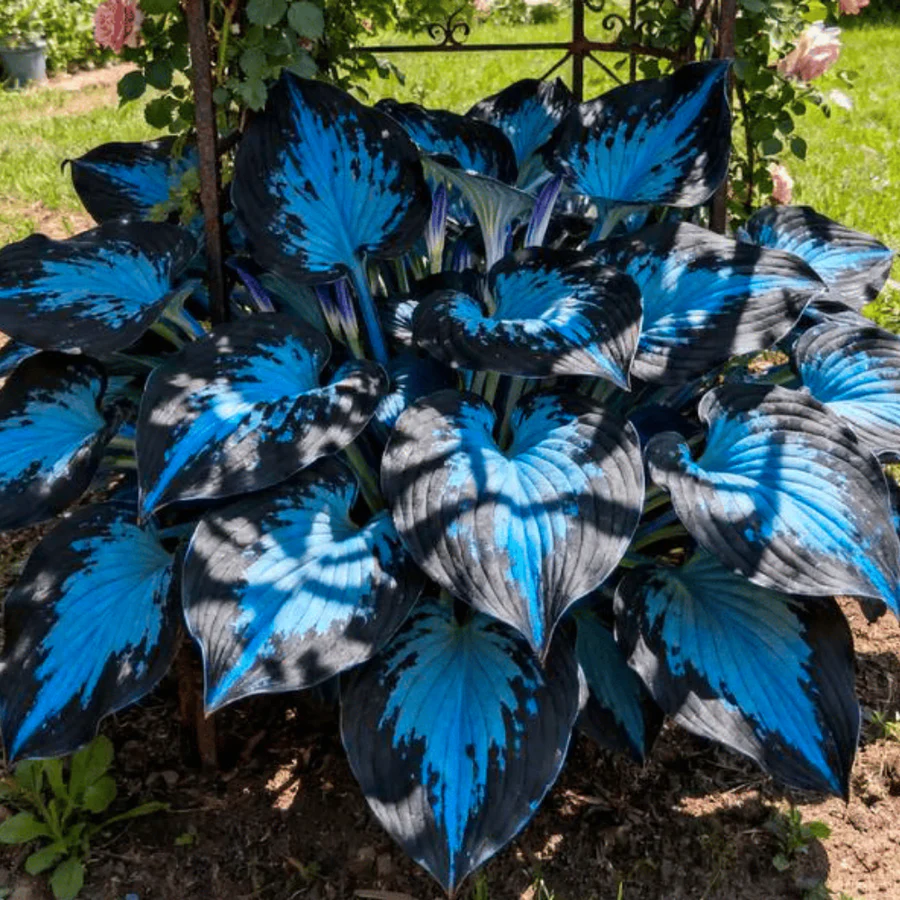 High-quality, rare, low-maintenance premium plants