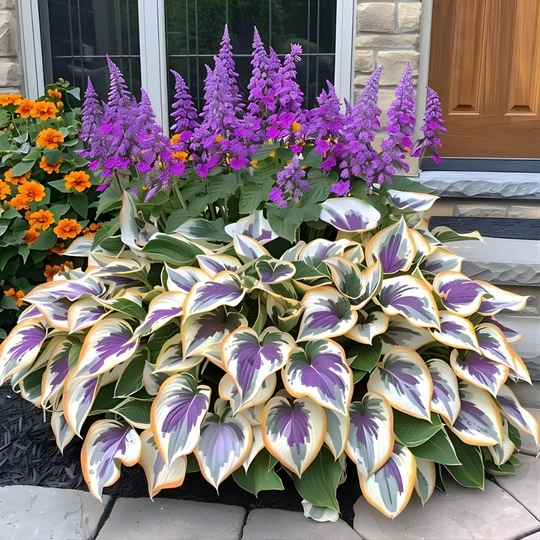 High-quality, rare, low-maintenance premium plants