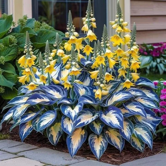 High-quality, rare, low-maintenance premium plants