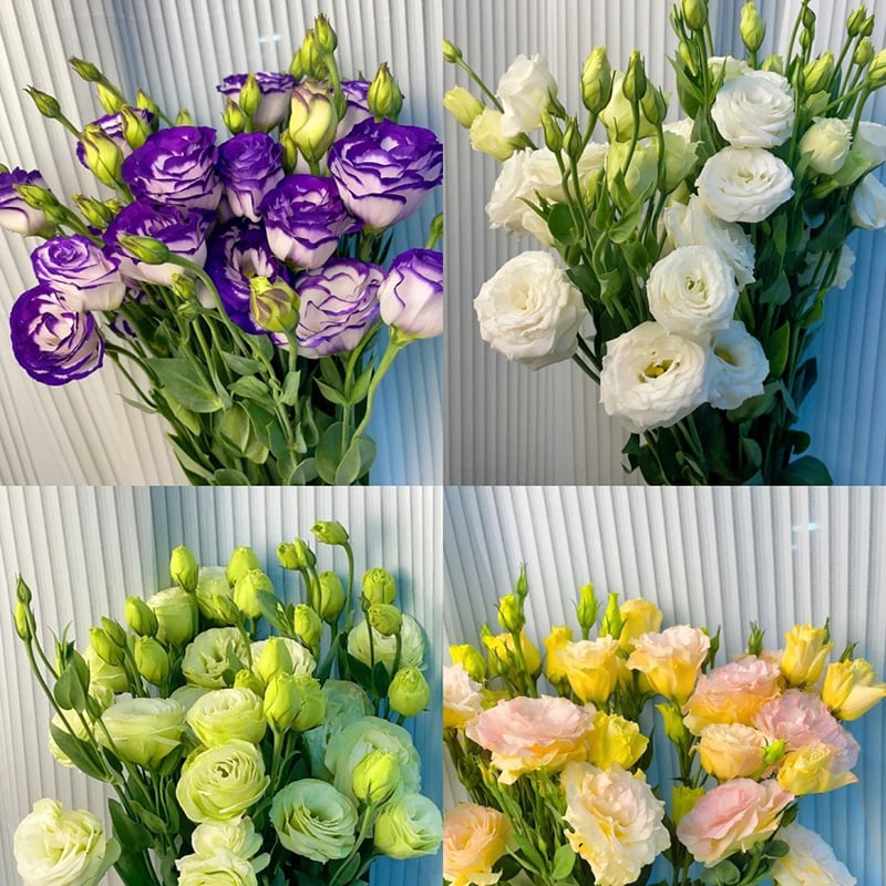 Eustoma Thornless Rose Seeds (100 pieces) 💐Lisianthus seeds