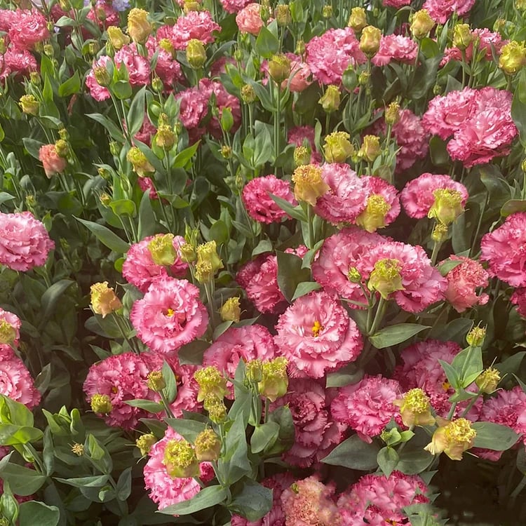 Eustoma Thornless Rose Seeds (100 pieces) 💐Lisianthus seeds