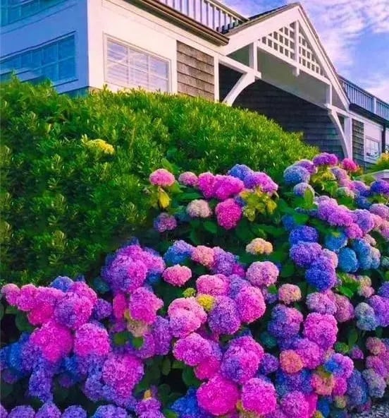 🌈 Colorful Hydrangea Seed Mix (60 pieces) – Beautiful and hardy perennial seeds