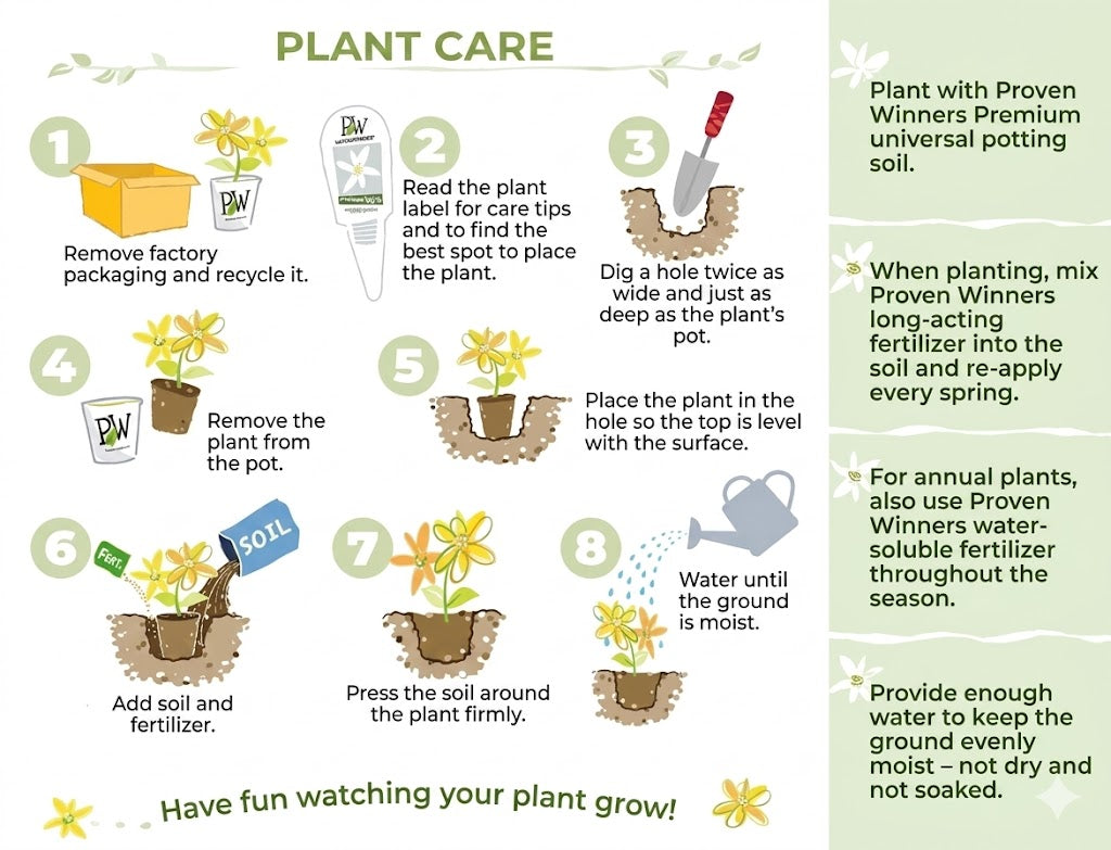 Organic Jasmine Seeds (100 pcs)