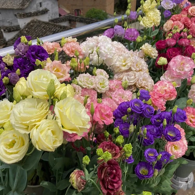 Eustoma Thornless Rose Seeds (100 pieces) 💐Lisianthus seeds