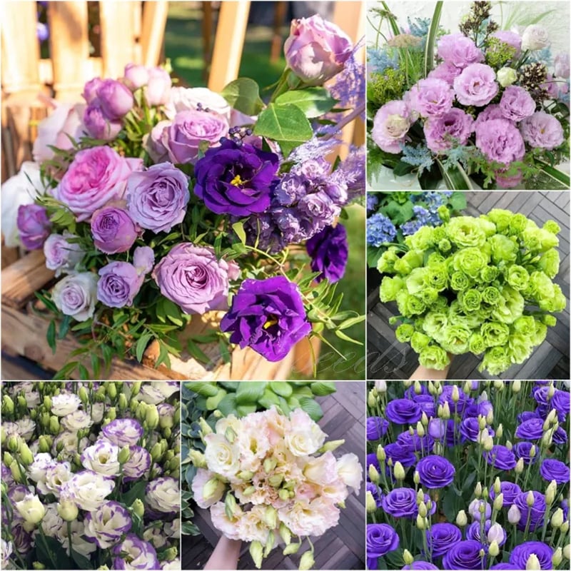 Eustoma Thornless Rose Seeds (100 pieces) 💐Lisianthus seeds
