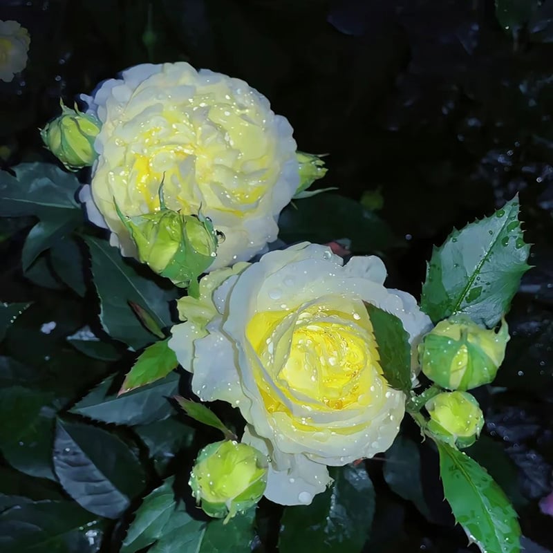 Eustoma Thornless Rose Seeds (100 pieces) 💐Lisianthus seeds