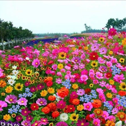 Colorful Seed Mix – 60+ Species (1000 Seeds)