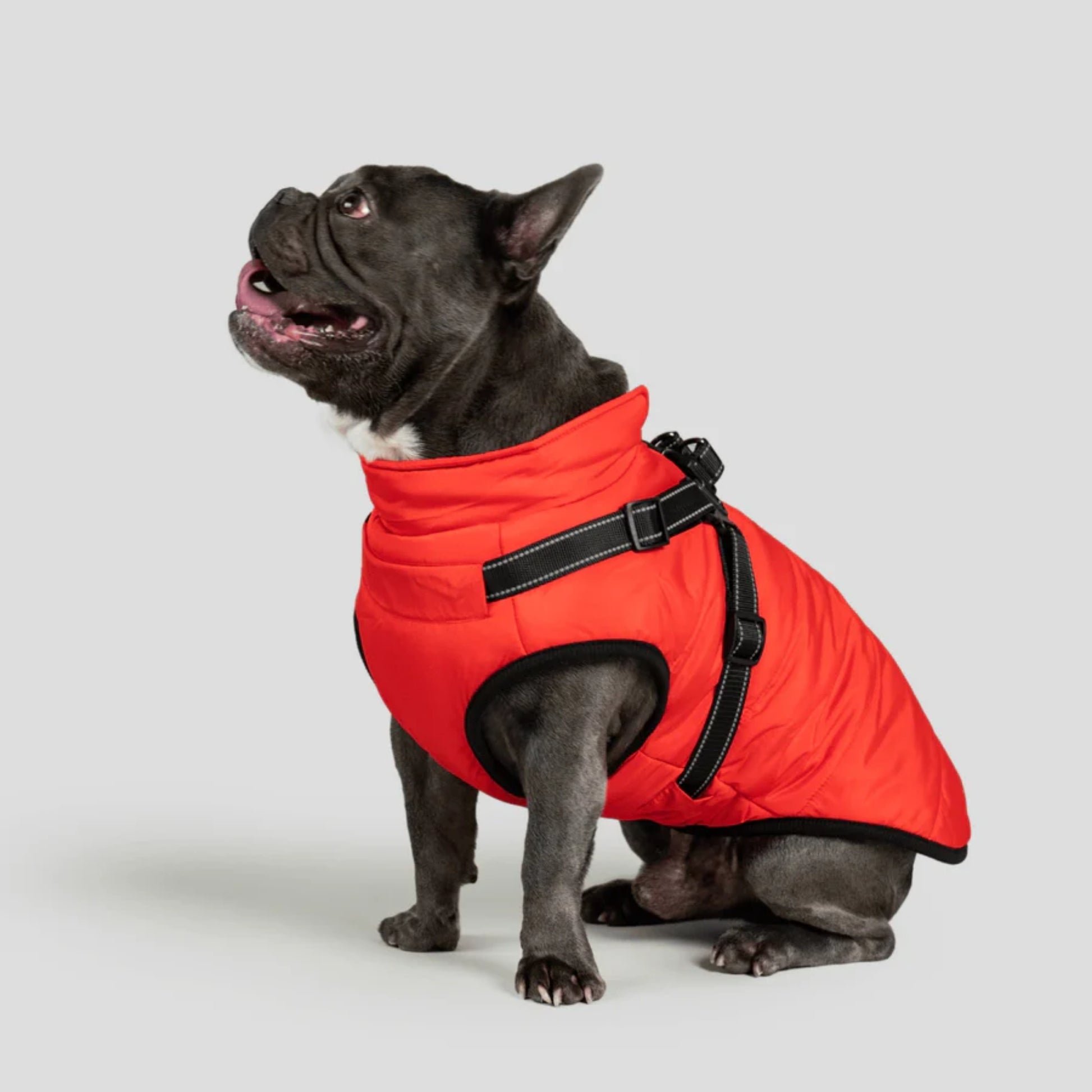 DoggyKings™ Dog Jacket with Harness - Waterproof & Warm (3-in-1 Design)