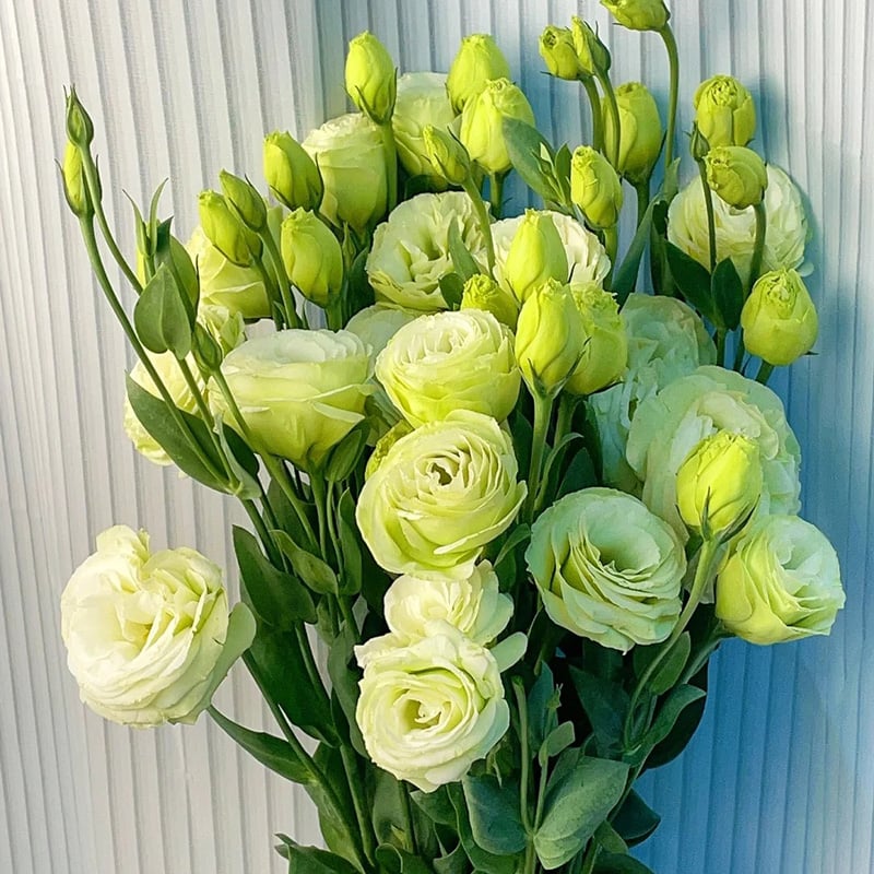 Eustoma Thornless Rose Seeds (100 pieces) 💐Lisianthus seeds