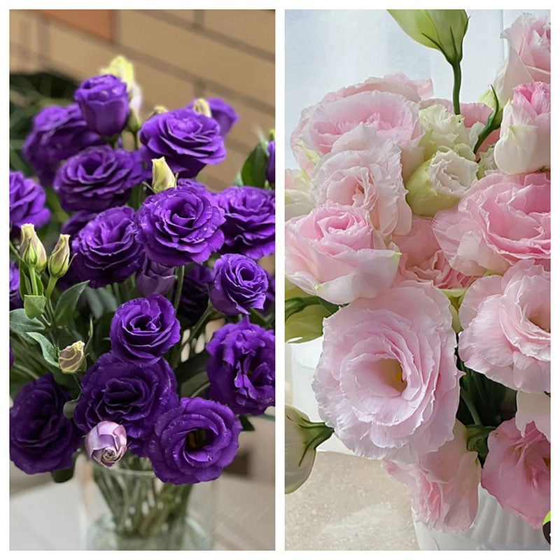 Eustoma Thornless Rose Seeds (100 pieces) 💐Lisianthus seeds