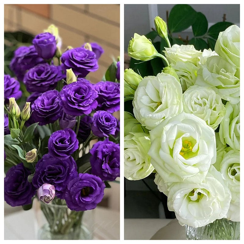 Eustoma Thornless Rose Seeds (100 pieces) 💐Lisianthus seeds
