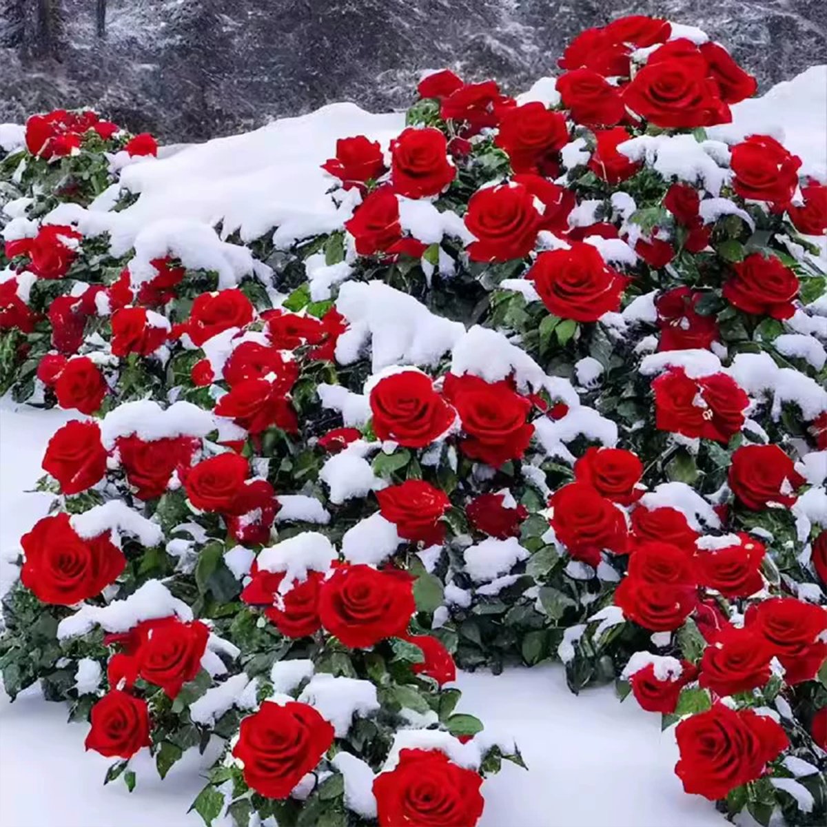 Colorful Climbing Rose Seeds | Plant all year round!