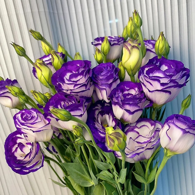 Eustoma Thornless Rose Seeds (100 pieces) 💐Lisianthus seeds