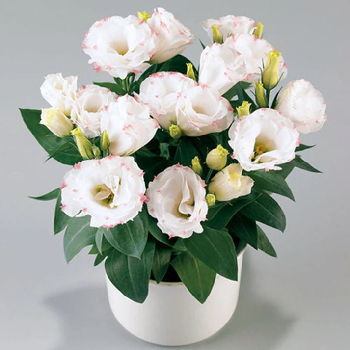 Eustoma Thornless Rose Seeds (100 pieces) 💐Lisianthus seeds