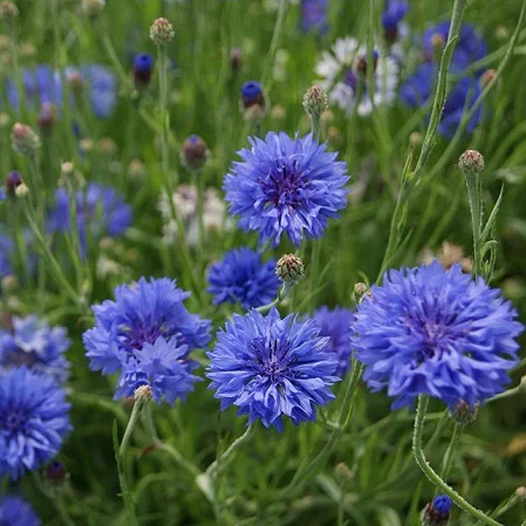Cornflower Seed Mix (1000 pcs)