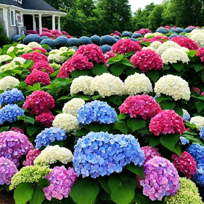 🌈 Colorful Hydrangea Seed Mix (60 pieces) – Beautiful and hardy perennial seeds