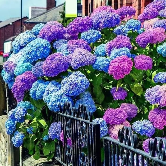 🌈 Colorful Hydrangea Seed Mix (60 pieces) – Beautiful and hardy perennial seeds