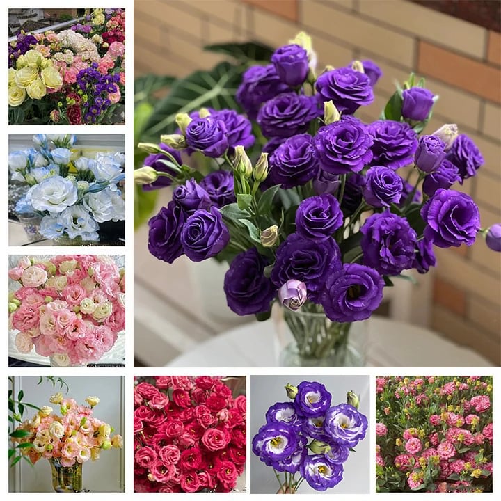 Eustoma Thornless Rose Seeds (100 pieces) 💐Lisianthus seeds