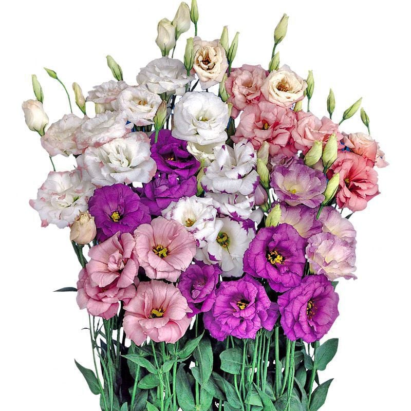 Eustoma Thornless Rose Seeds (100 pieces) 💐Lisianthus seeds