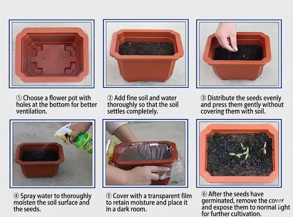 High-quality, rare, low-maintenance premium plants
