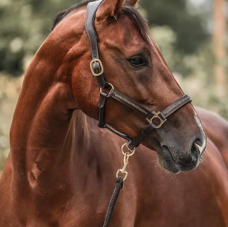 The Luxury Advent Calendar for Horse Lovers (2025)