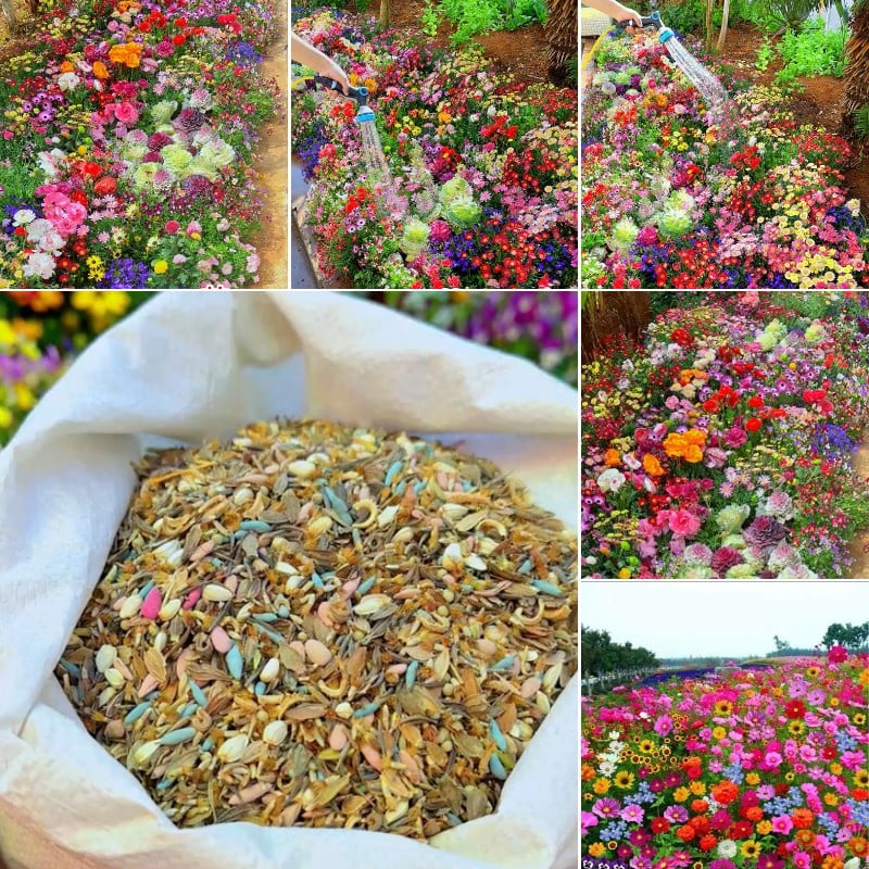 Colorful Seed Mix – 60+ Species (1000 Seeds)