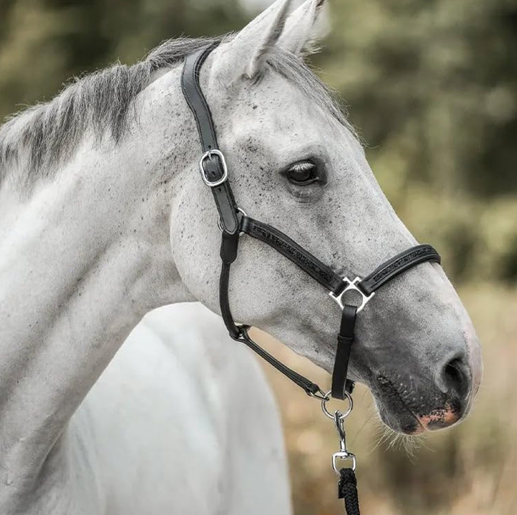 The Luxury Advent Calendar for Horse Lovers (2025)