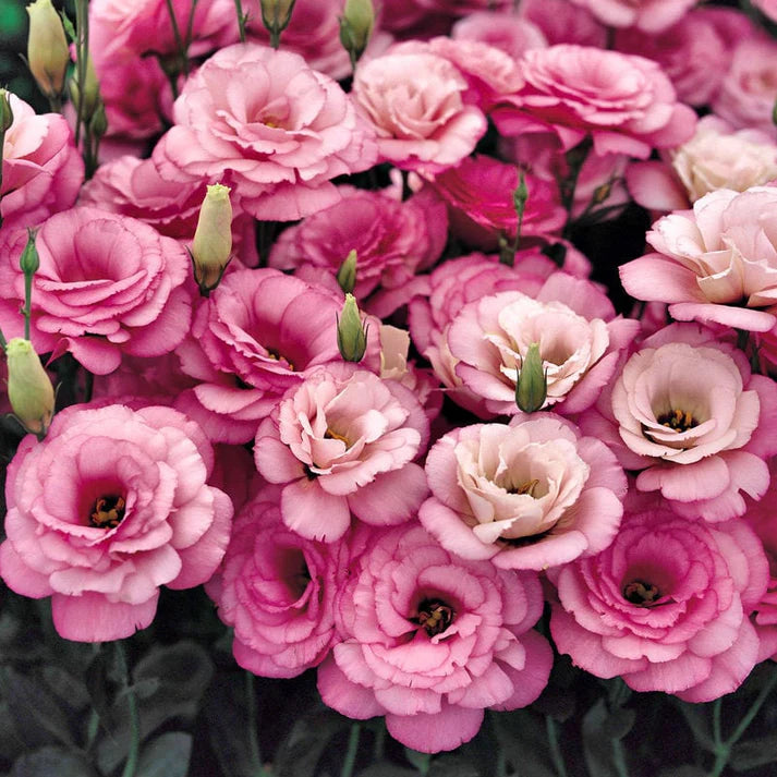 Eustoma Thornless Rose Seeds (100 pieces) 💐Lisianthus seeds
