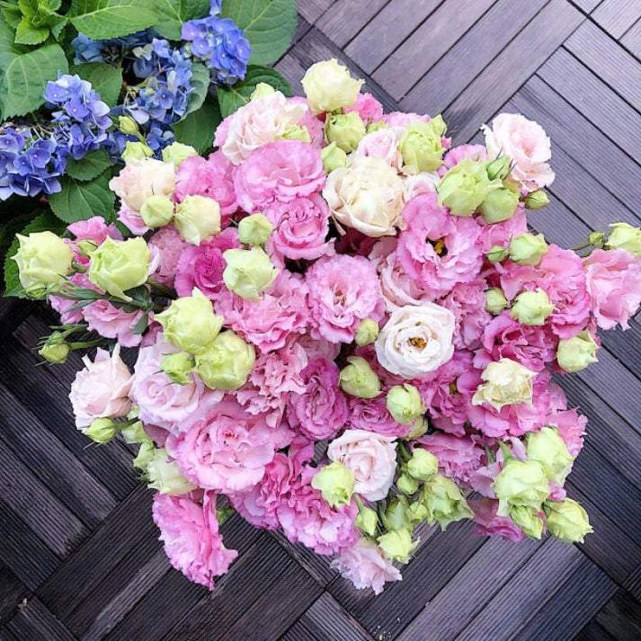 Eustoma Thornless Rose Seeds (100 pieces) 💐Lisianthus seeds