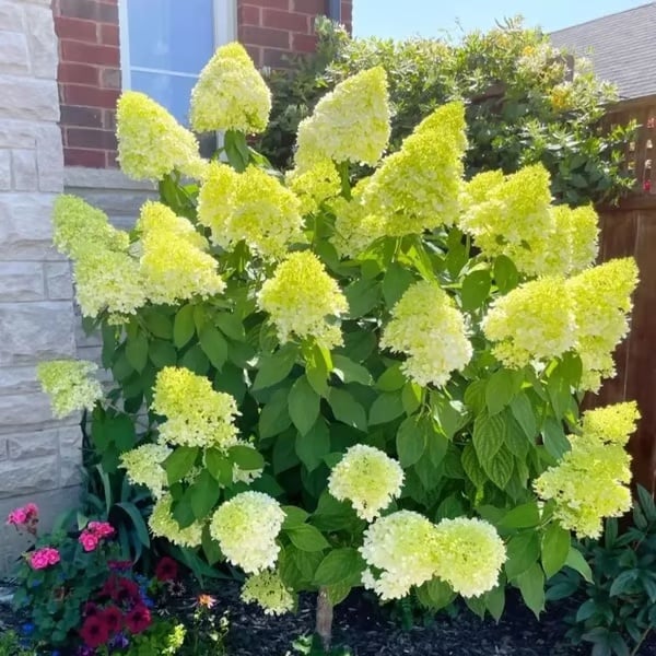 🌈 Colorful Hydrangea Seed Mix (60 pieces) – Beautiful and hardy perennial seeds