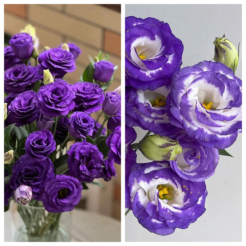 Eustoma Thornless Rose Seeds (100 pieces) 💐Lisianthus seeds