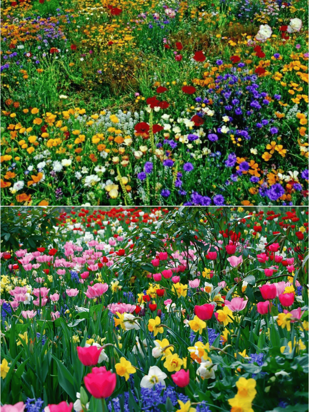 Colorful Seed Mix – 60+ Species (1000 Seeds)