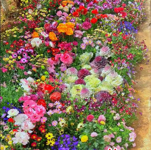 Colorful Seed Mix – 60+ Species (1000 Seeds)