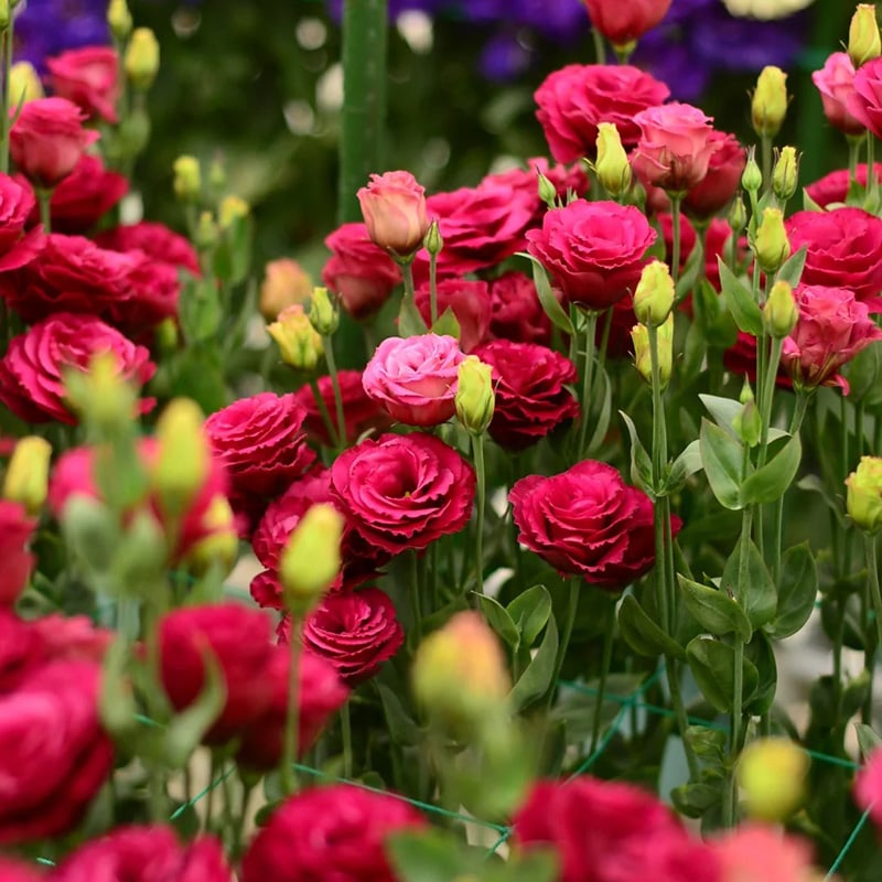 Eustoma Thornless Rose Seeds (100 pieces) 💐Lisianthus seeds