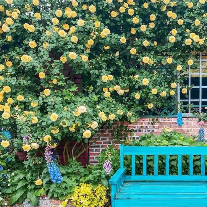 Colorful Climbing Rose Seeds | Plant all year round!
