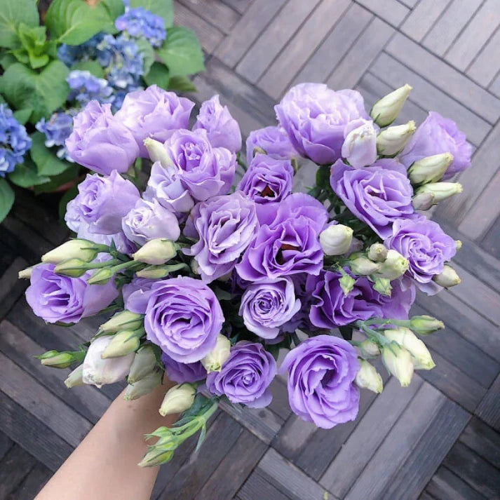 Eustoma Thornless Rose Seeds (100 pieces) 💐Lisianthus seeds