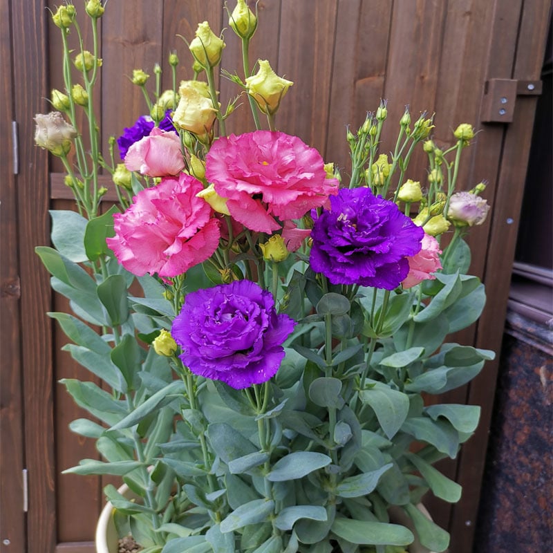 Eustoma Thornless Rose Seeds (100 pieces) 💐Lisianthus seeds