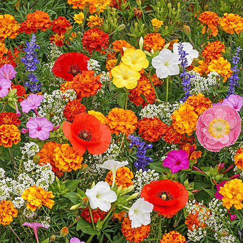 Colorful Seed Mix – 60+ Species (1000 Seeds)