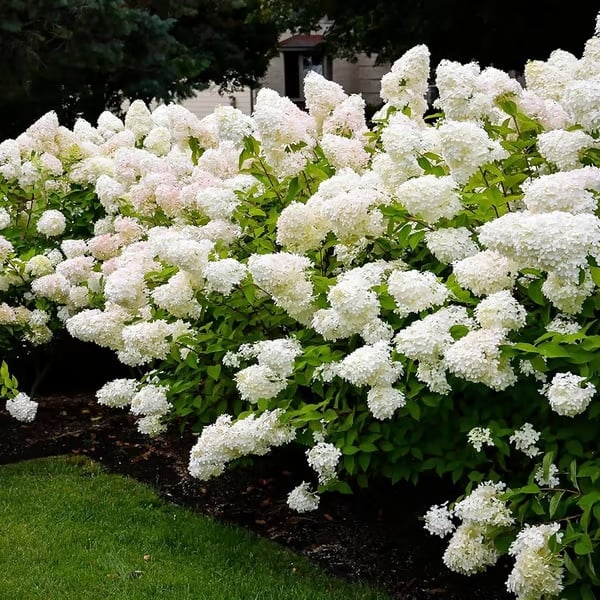 🌈 Colorful Hydrangea Seed Mix (60 pieces) – Beautiful and hardy perennial seeds