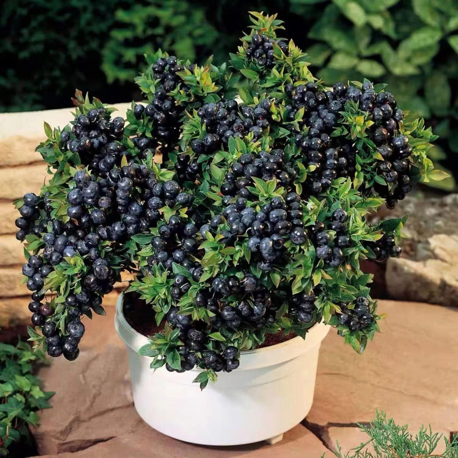 Blueberry Seed Mix (100 pcs)