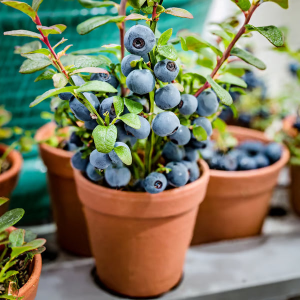 Blueberry Seed Mix (100 pcs)