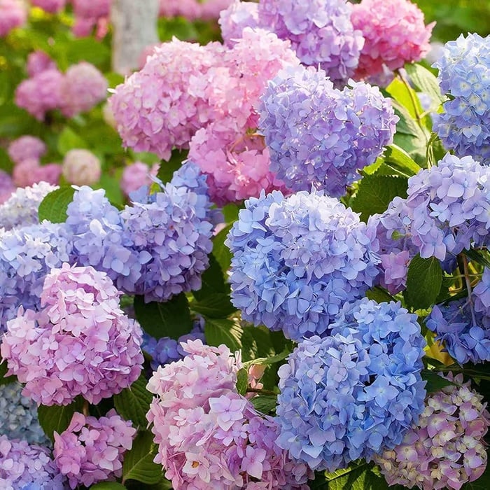 🌈 Colorful Hydrangea Seed Mix (60 pieces) – Beautiful and hardy perennial seeds