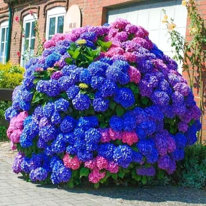 🌈 Colorful Hydrangea Seed Mix (60 pieces) – Beautiful and hardy perennial seeds