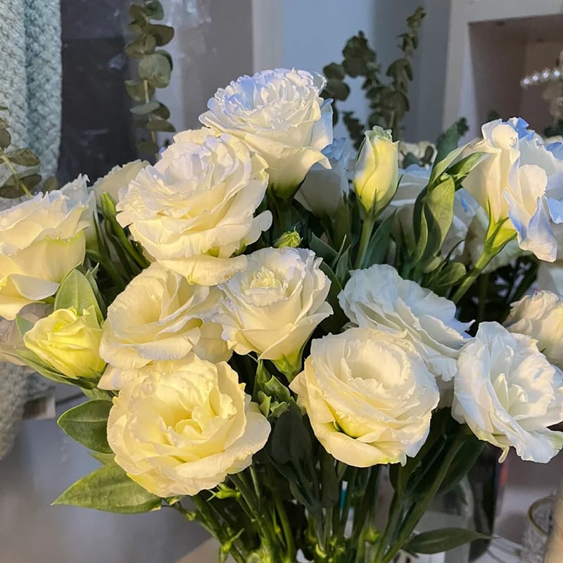 Eustoma Thornless Rose Seeds (100 pieces) 💐Lisianthus seeds