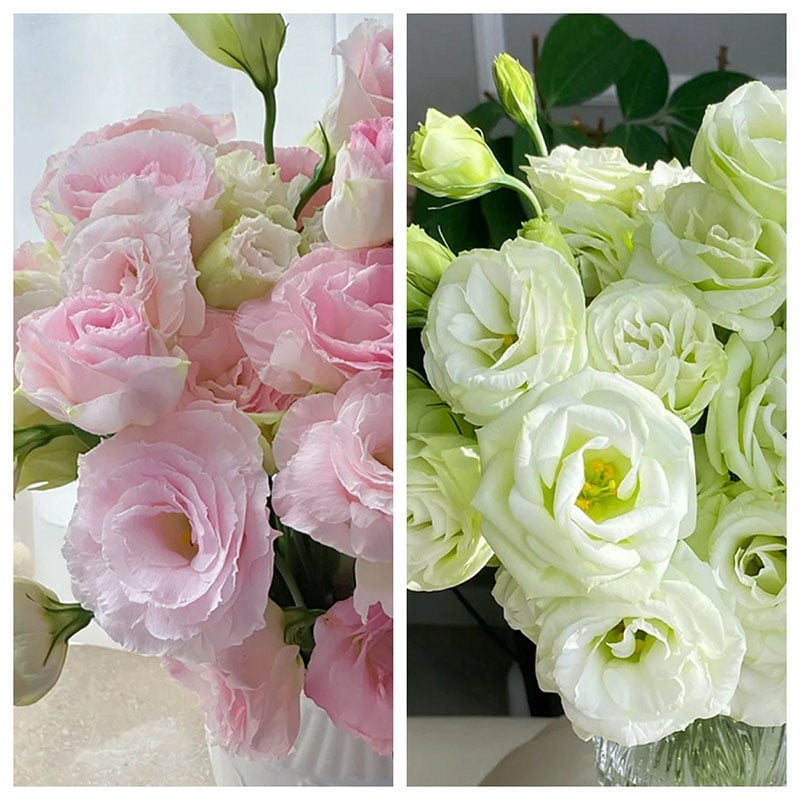 Eustoma Thornless Rose Seeds (100 pieces) 💐Lisianthus seeds