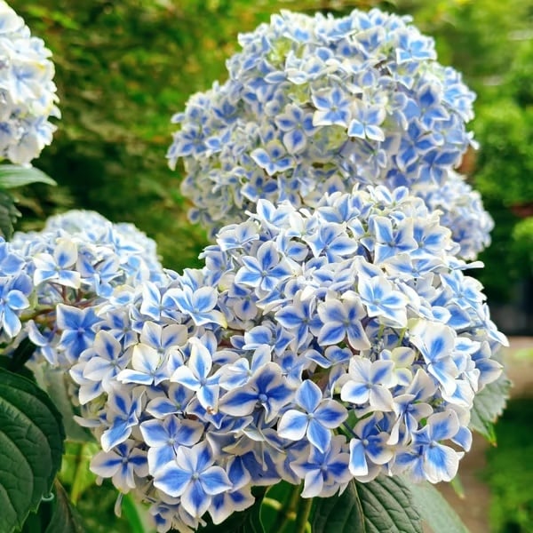 🌈 Colorful Hydrangea Seed Mix (60 pieces) – Beautiful and hardy perennial seeds